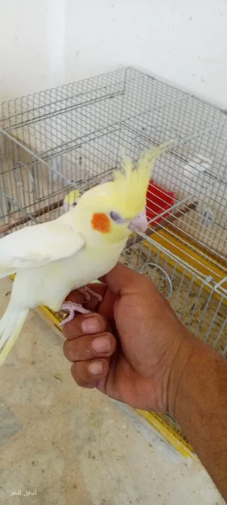 جوز كوكتيل