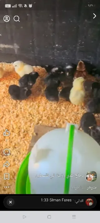صيصان براهمي زينه وصيصان محلق مقزم زينه