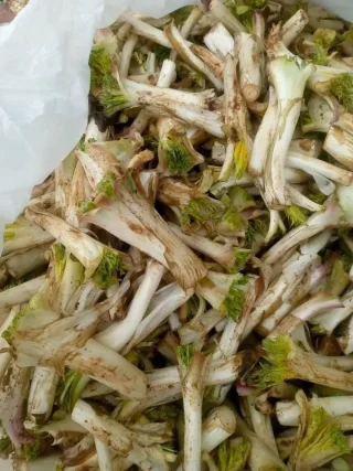 عكوب 2