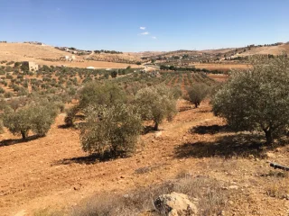 قطع أراضي مميزة للبيع على طريق المفرق-جرش بالقرب من حمامة تصلح للسكن والزراعة وا 3