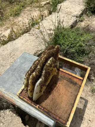 عسل طبيعي (مش تجاري)  من مزرعة د نضال سعيفان 2