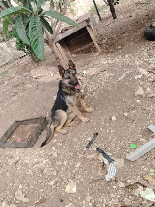 جيرمن شيبرد