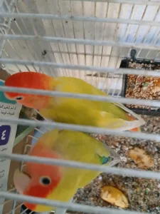 ببغاء روز 3