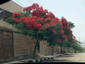 مزرعه وشاليه للبيع 14