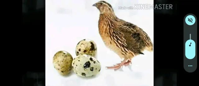 بيع منتجات بلديه 4