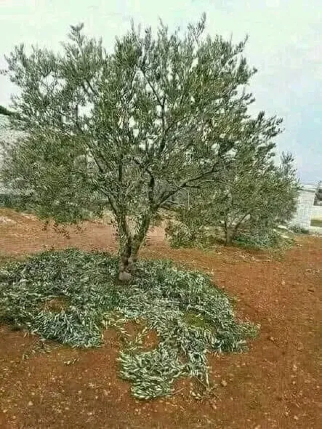 ابو ورد لتنسيق الحدائق 6