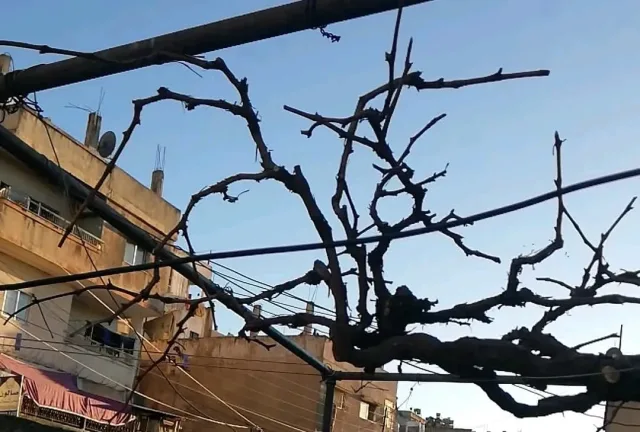 ابو ورد لتنسيق الحدائق 7