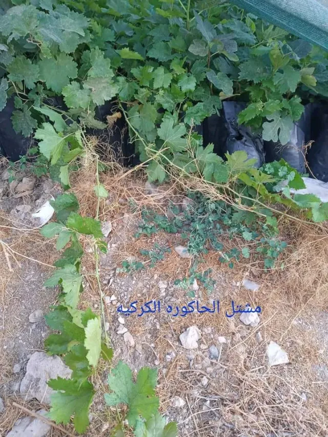 مشتل الحاكوره الكركيه 6