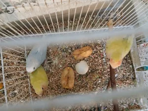 ببغاء روز