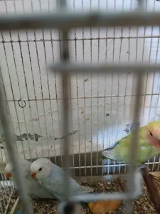 ببغاء روز 2