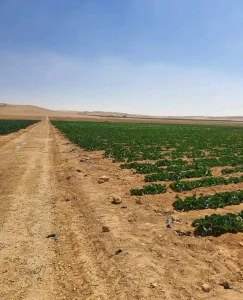عرض اخر السنة  متر الارض فقط بدينار واحد لا غير 4
