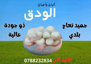 حميد بلدي ذو جودة عالية 6