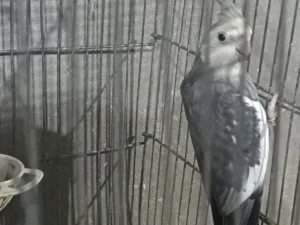 جواز كوكتيل 3