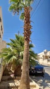 شقة صغيرة لعريس للإيجار