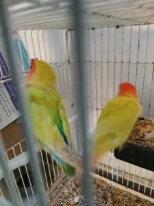 ببغاء روز 4