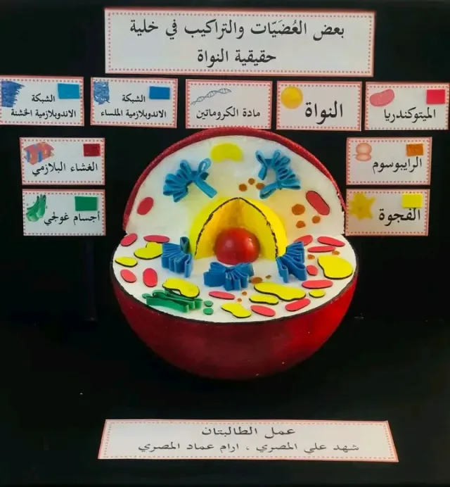 Shams Shop 3