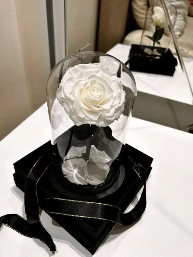 Forever rose Jo 12