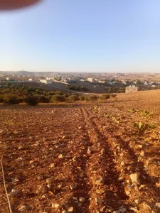 ارض للبيع في بلعما الزيتونة 9