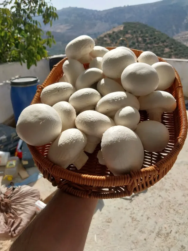 فطر العنود 6