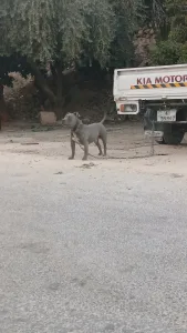 بيتبول 3