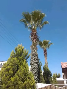 الرنتيسي للحدائق 2