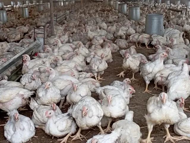 دجاج ماريا (دجاج بيور) صحي نباتي بدون اضافات مركزات الاعلاف بدون ادوية وهرمونات واي مواد بيطرية 5