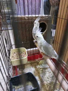 جوز وايت فيس 3