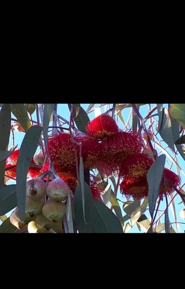 عسل ريق النحل 13