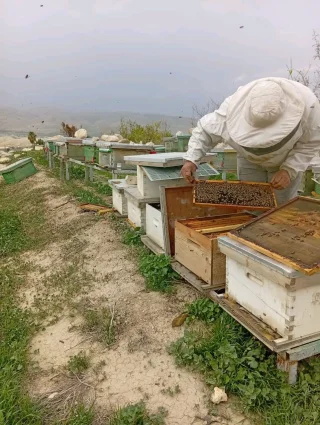 عسل طبيعي كينا جبلي عسل ابيض 3