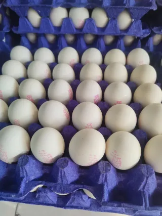 بيض متوسط الحجم