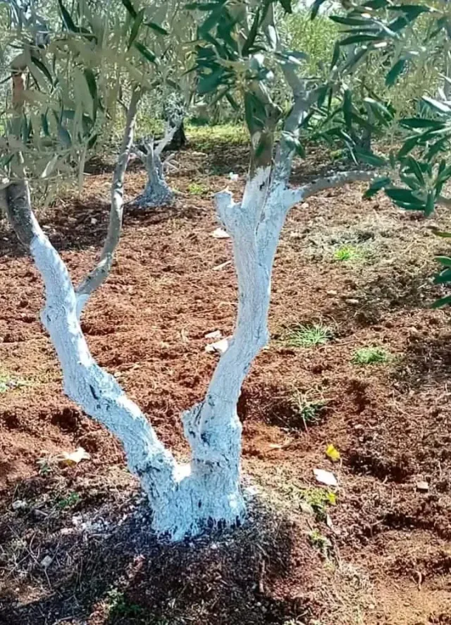 ابو ورد لتنسيق الحدائق 5