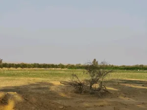مزرعة استثمارية للبيع 14