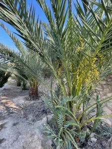 مزرعه مع فيلا ومسبح في العالوك للبيع 12