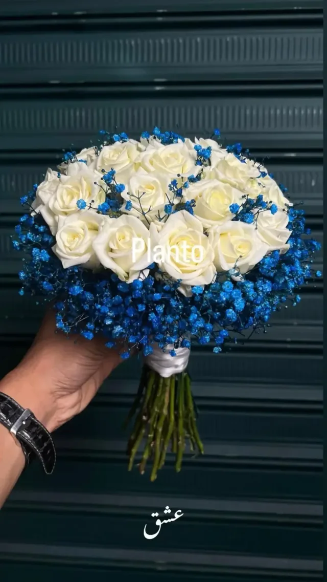 Planto Flowers - ازهار بلانتو