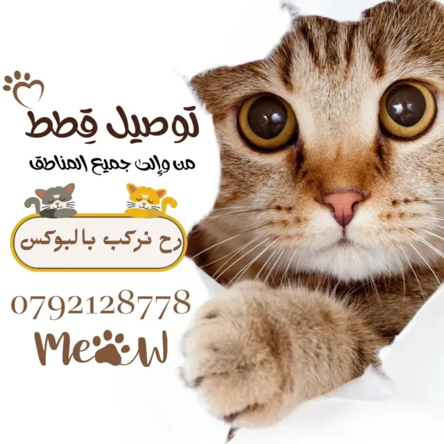 zain delivery