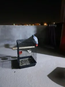 بيع طير كاسكو 2