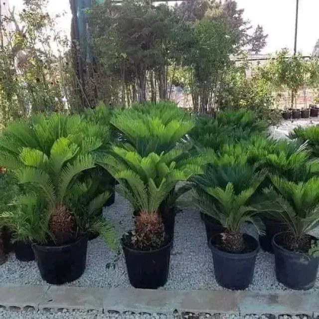 تنسيق الحدائق 4