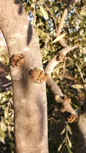 خدمات تنسيق وصيانة الحدائق 6