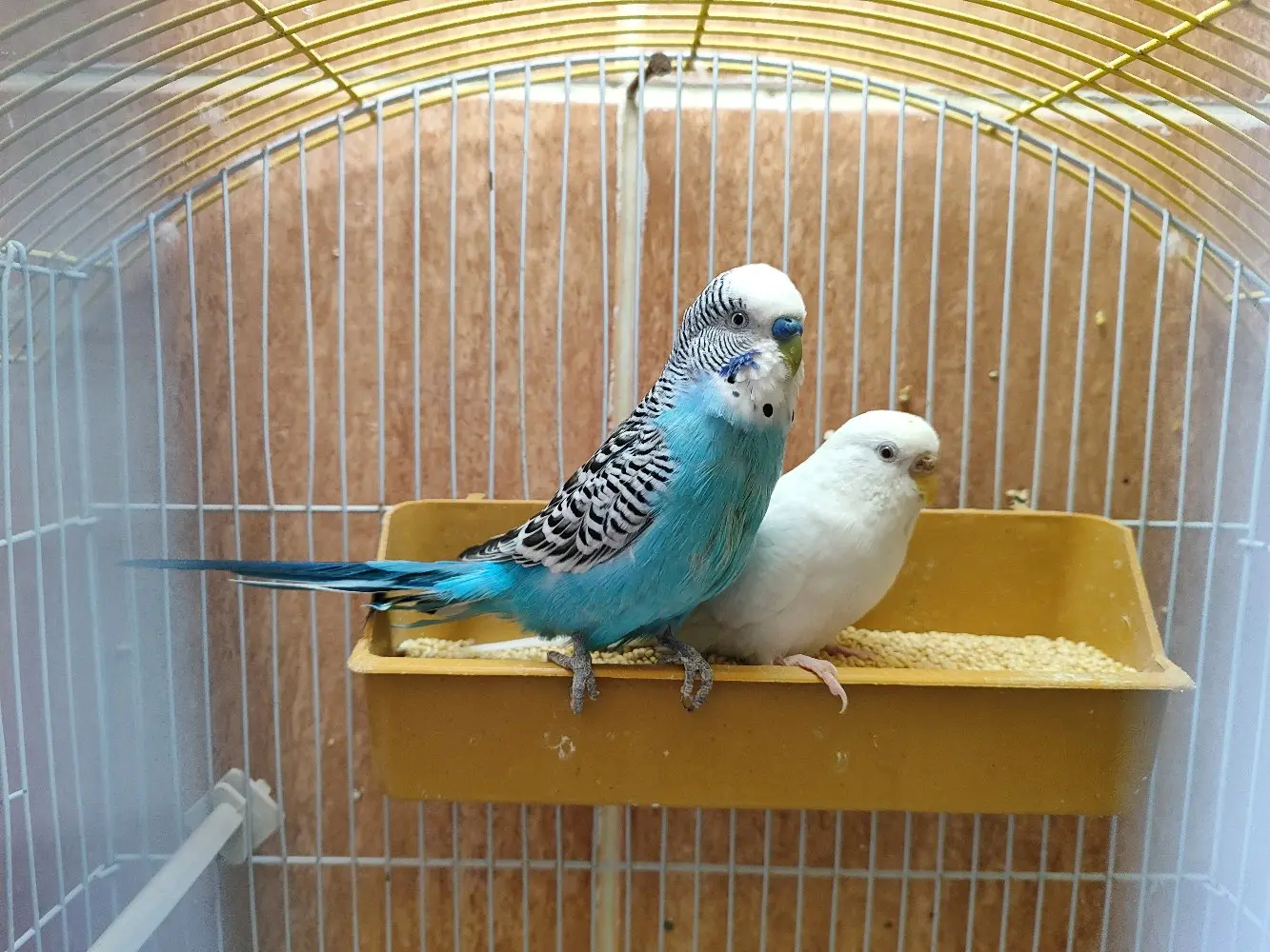 جوز حب..اربد