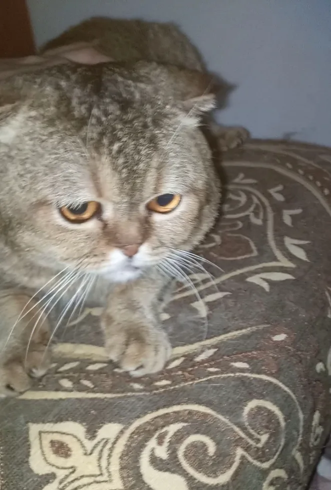 سكوتش فولد جولدن ny25 ذكر