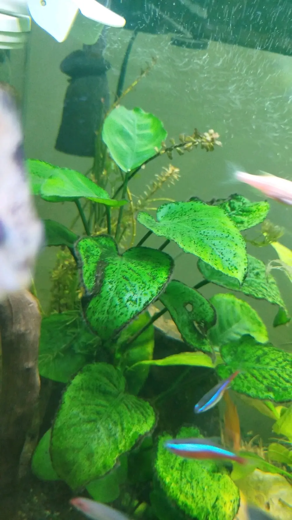 للبيع لعدم التفرغ : حوض سمك نهري كامل ونظيف جداً