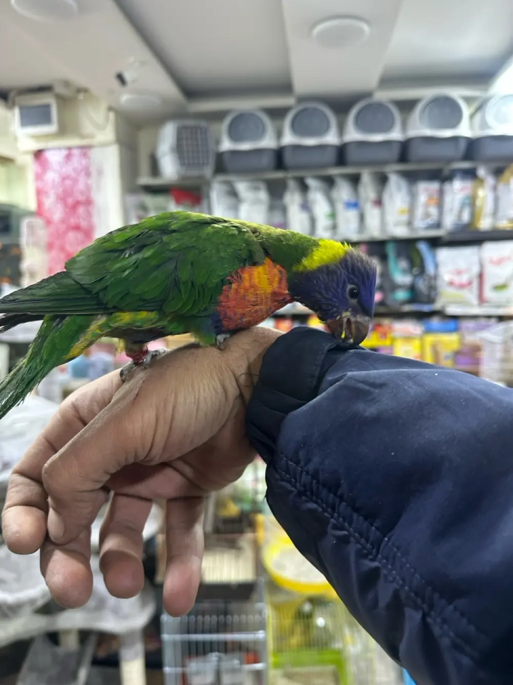 لوري فرخ زق