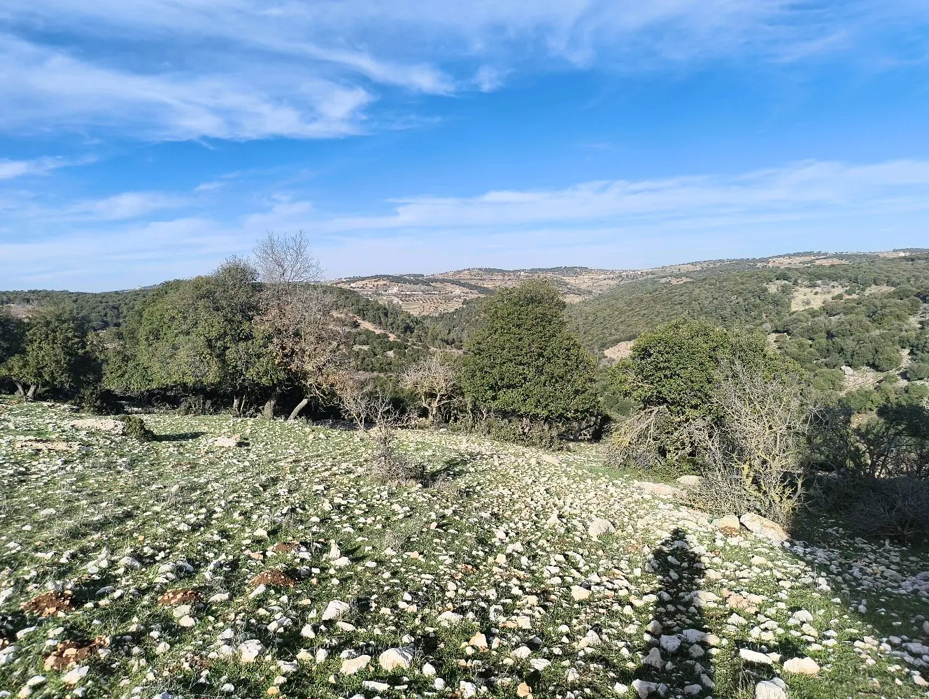 ارض للبيع في جبال عين جنا عجلون بمساحة 3687 م2 بسعر 55 الف قابل للتفاوض