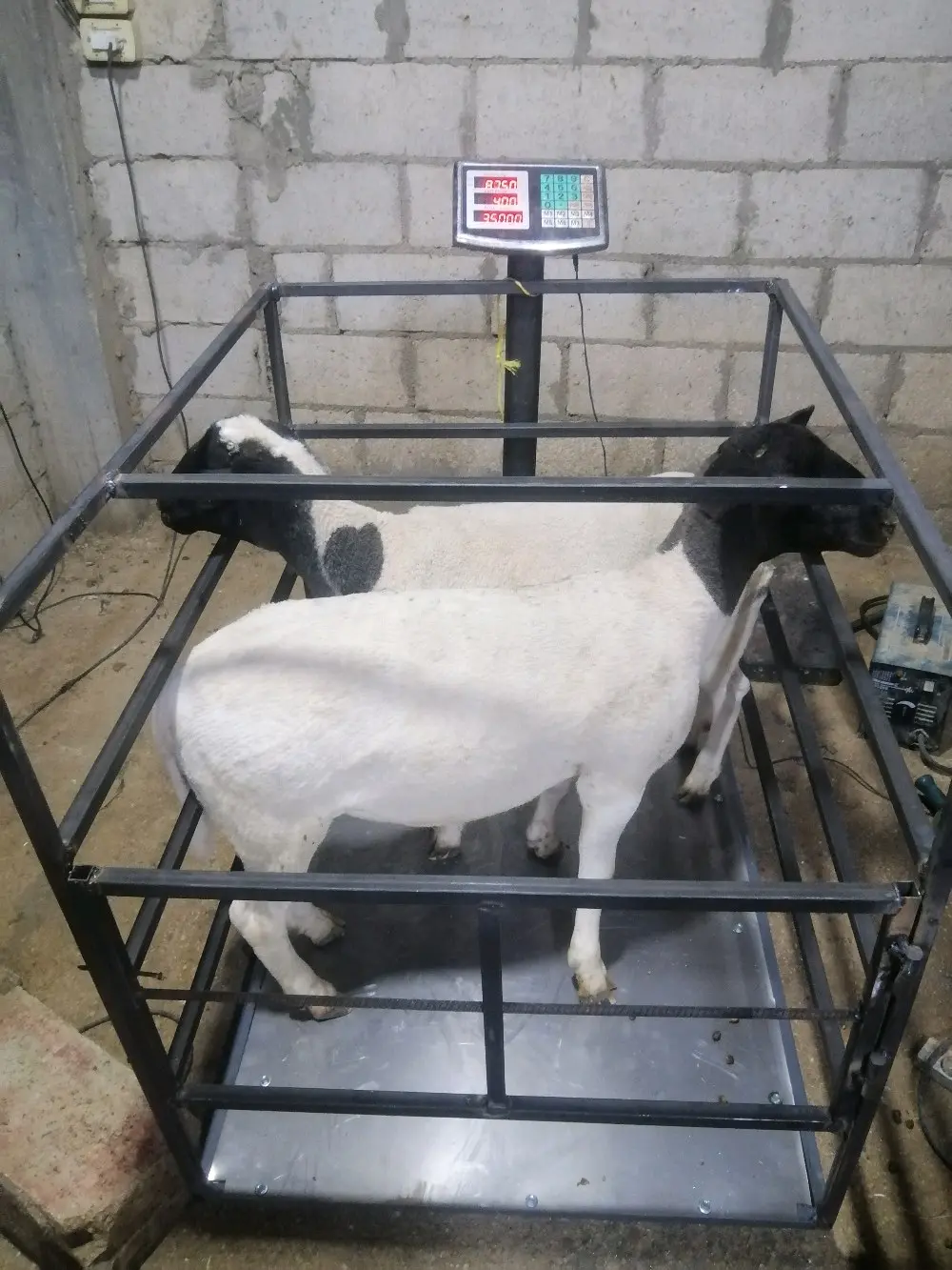 خرفان روماني