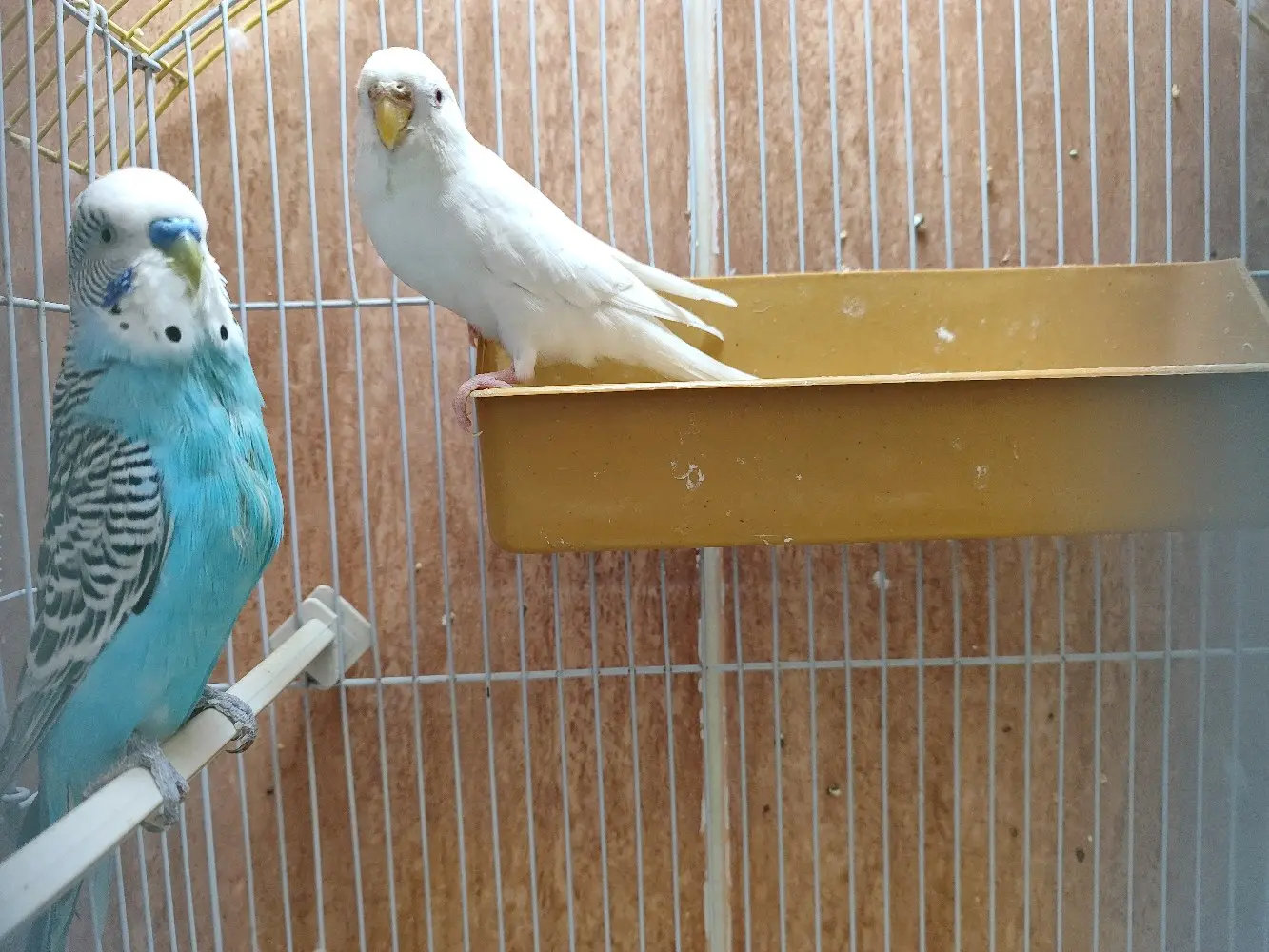 جوز حب..اربد