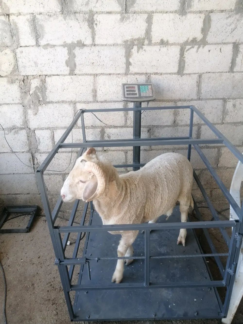 خرفان روماني