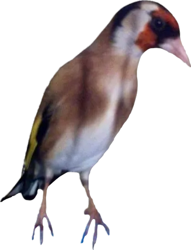 حسون