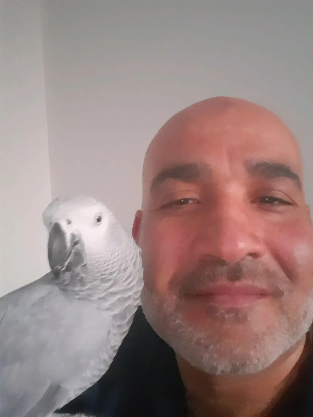 بيع طير كاسكو