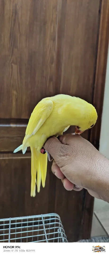 ببغاء درة لاتينو عين حمرة حجم جامبو