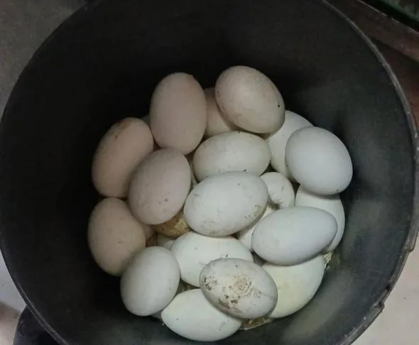 مطلوب بيض الوزة